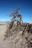 DPP_1816057.jpg image by crwidmann
